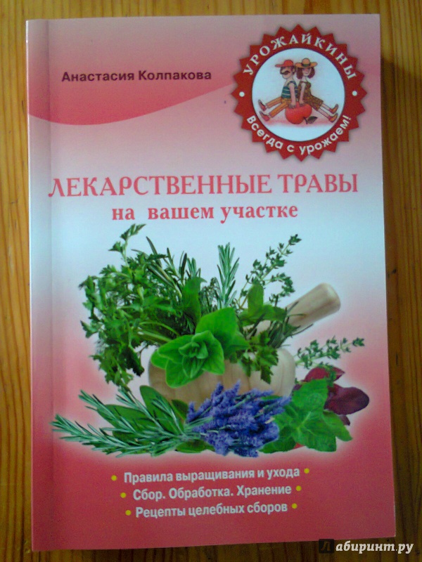 Иллюстрация 2 из 8 для Лекарственные травы на вашем участке - Анастасия Колпакова | Лабиринт - книги. Источник: Sonya Summer