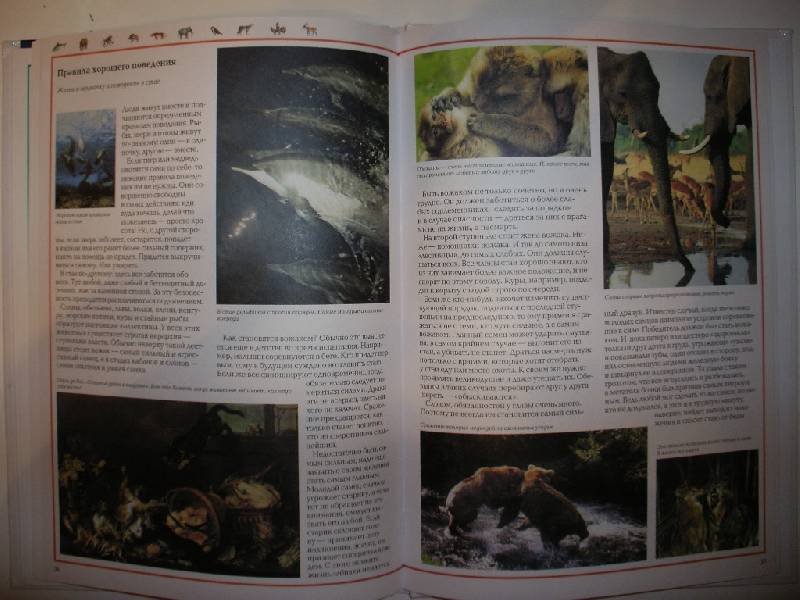 Иллюстрация 3 из 38 для Чудеса природы. Животный мир - Виктор Калашников | Лабиринт - книги. Источник: Tiger.
