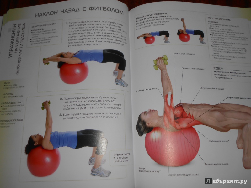 Иллюстрация 15 из 19 для Анатомия упражнений для женщин - Лиза Пурселл | Лабиринт - книги. Источник: Леан