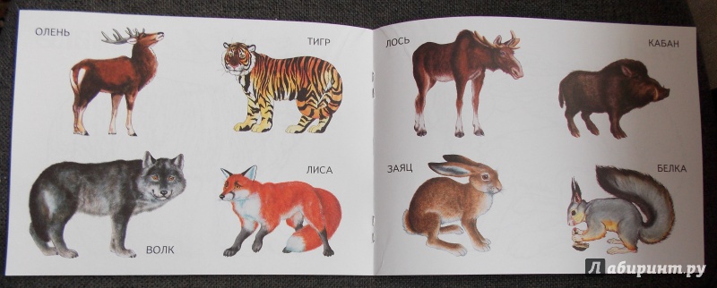 Иллюстрация 5 из 22 для Дикие животные | Лабиринт - книги. Источник: Sweet mama