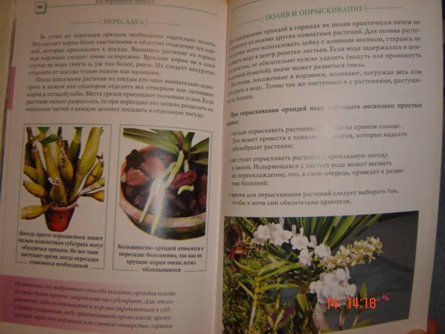 Иллюстрация 25 из 34 для Орхидеи - Коломейцева, Герасимов | Лабиринт - книги. Источник: Leyla