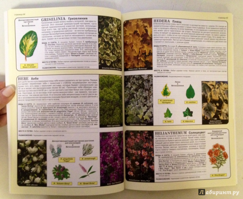Иллюстрация 9 из 25 для Все о хвойных и вечнозеленых растениях - Дэвид Хессайон | Лабиринт - книги. Источник: Forlani
