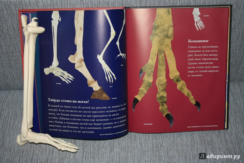 Иллюстрация 17 из 41 для Кости и скелеты - Стив Дженкинс | Лабиринт - книги. Источник: КНИЖНОЕ ДЕТСТВО
