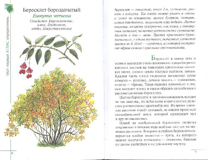 Иллюстрация 10 из 15 для Атлас: Растения леса (3220) - Козлова, Сивоглазов | Лабиринт - книги. Источник: мамаОля