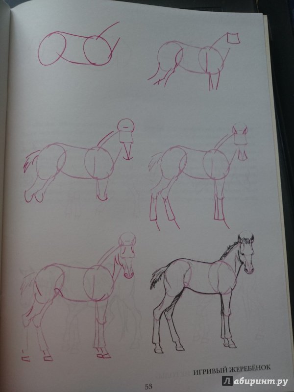 Иллюстрация 30 из 33 для Рисуем 50 лошадей - Ли Эймис | Лабиринт - книги. Источник: Чернобурова Ирина