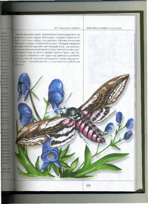 Иллюстрация 19 из 50 для Бабочки в мифах и легендах - Алексеев, Бабенко | Лабиринт - книги. Источник: Лулу