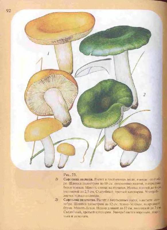 Иллюстрация 27 из 33 для Большой определитель грибов - Александр Юдин | Лабиринт - книги. Источник: Юта