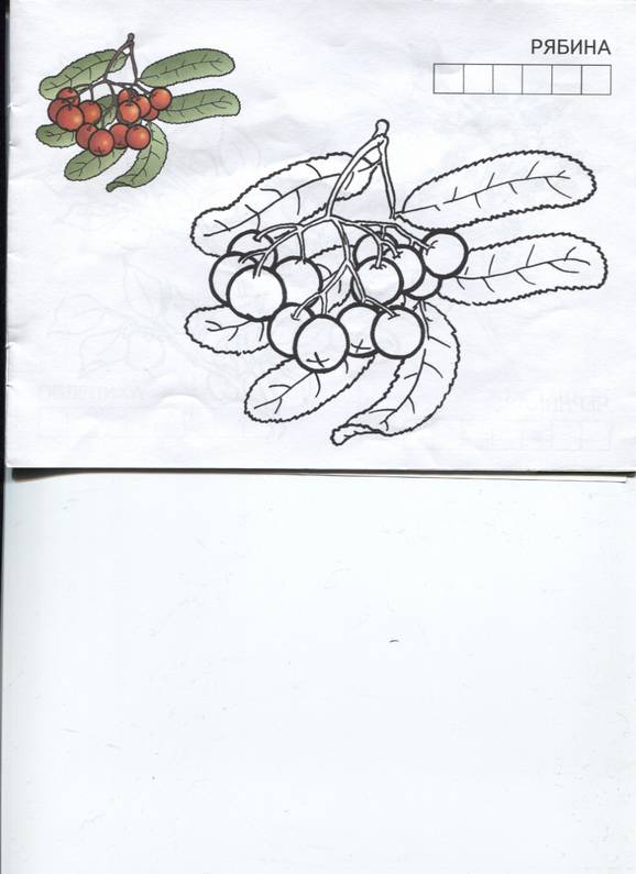 Иллюстрация 10 из 19 для Ягоды | Лабиринт - книги. Источник: Марфа Посадница