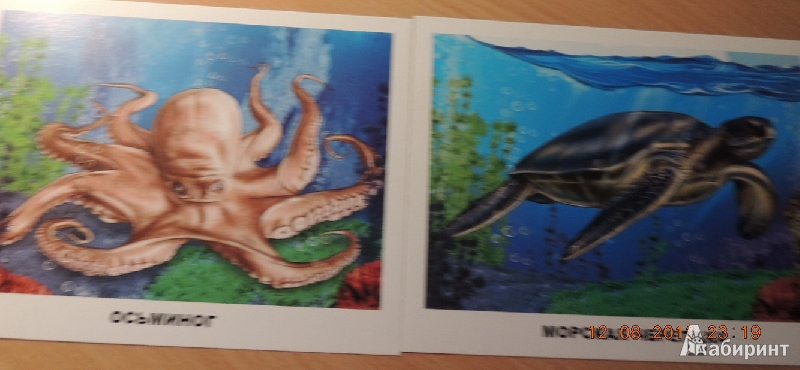 Иллюстрация 4 из 32 для Обитатели морей и океанов | Лабиринт - игрушки. Источник: romashka200283