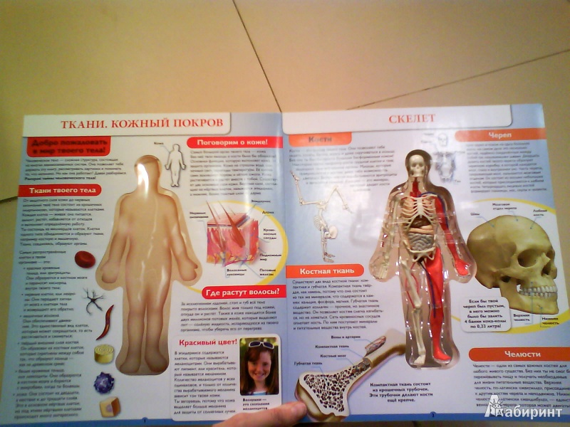 Иллюстрация 4 из 9 для Человек. Путеводитель по телу человека 3D - Luann Colombo | Лабиринт - книги. Источник: Мила