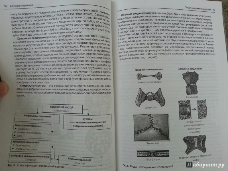 Иллюстрация 17 из 19 для Анатомия соединений - Валентин Козлов | Лабиринт - книги. Источник: Den