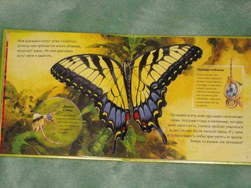 Иллюстрация 9 из 10 для Лети, бабочка, лети! | Лабиринт - книги. Источник: Трухина Ирина
