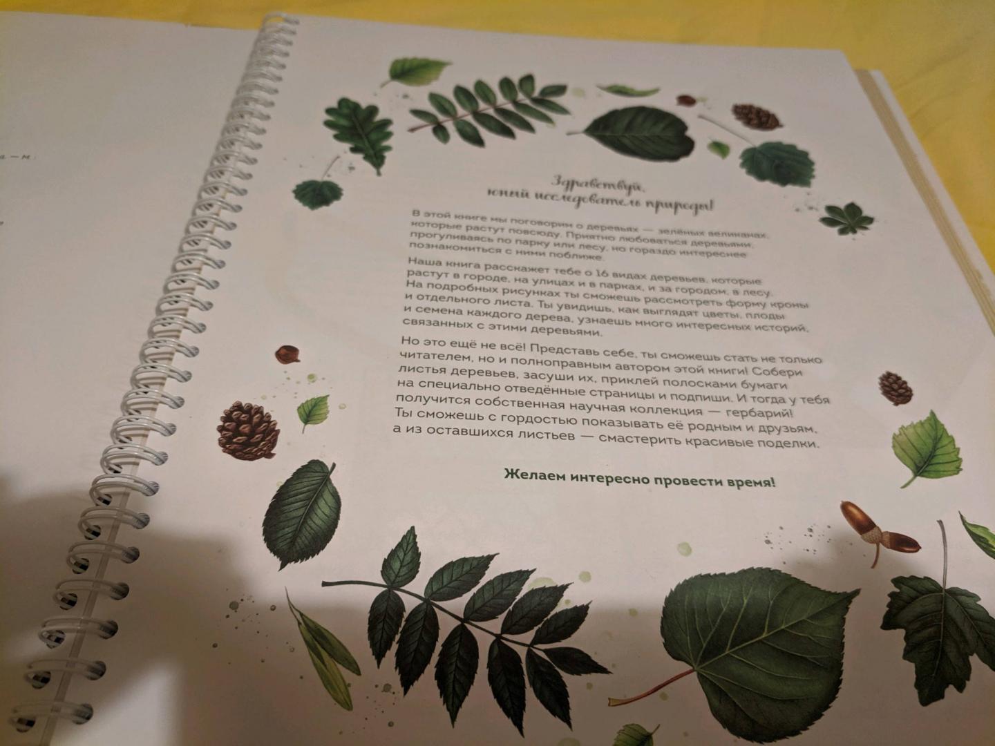 Иллюстрация 104 из 126 для Мой гербарий. Листья деревьев - Анна Васильева | Лабиринт - книги. Источник: Krutova-Harper Olga