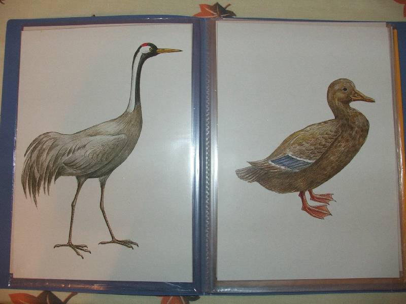 Иллюстрация 5 из 10 для Перелетные птицы. Демонстрационный материал для фронтальных занятий | Лабиринт - книги. Источник: Сороконожка