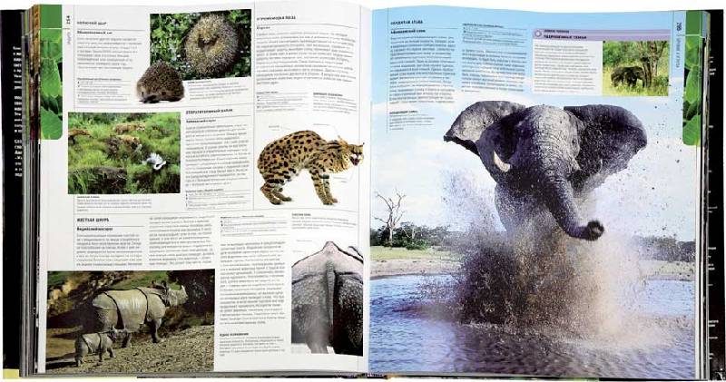 Иллюстрация 8 из 15 для Животные. Большая иллюстрированная энциклопедия | Лабиринт - книги. Источник: Kat_rina