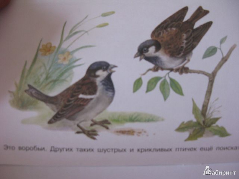 Иллюстрация 1 из 26 для Раскраска "Птицы" | Лабиринт - книги. Источник: ursula oppel