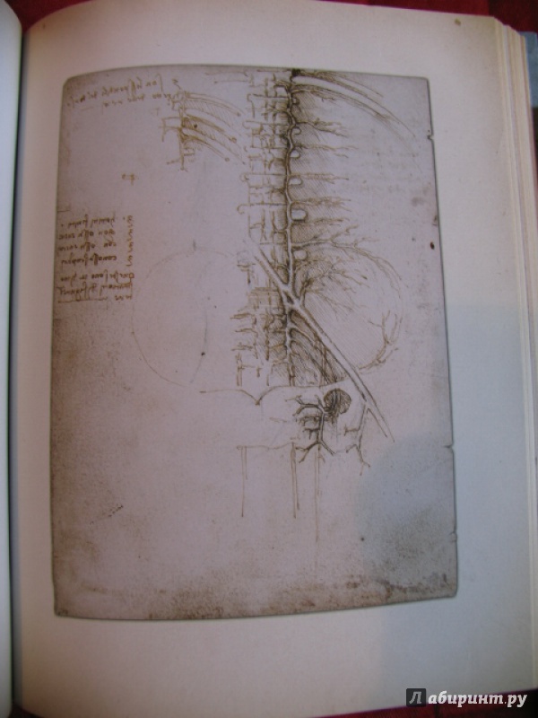 Иллюстрация 29 из 42 для Анатомия Леонардо - Мартин Клейтон | Лабиринт - книги. Источник: manuna007