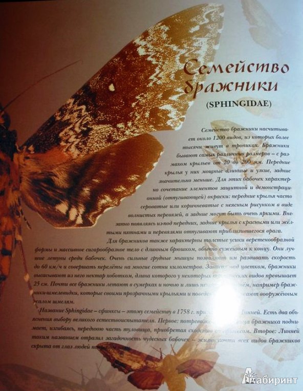 Иллюстрация 12 из 34 для Бабочки мира | Лабиринт - книги. Источник: ОксанаШ