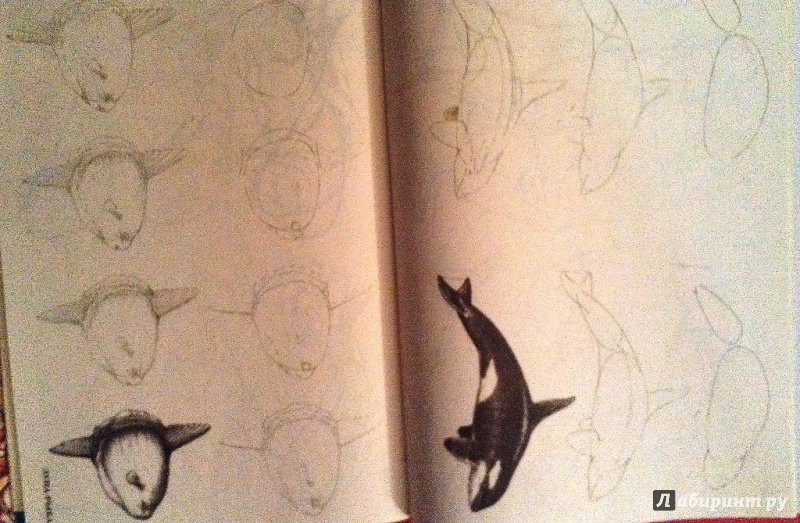 Иллюстрация 12 из 33 для Рисуем 50 акул, китов и других морских животных - Эймис, Бадд | Лабиринт - книги. Источник: ss0263042