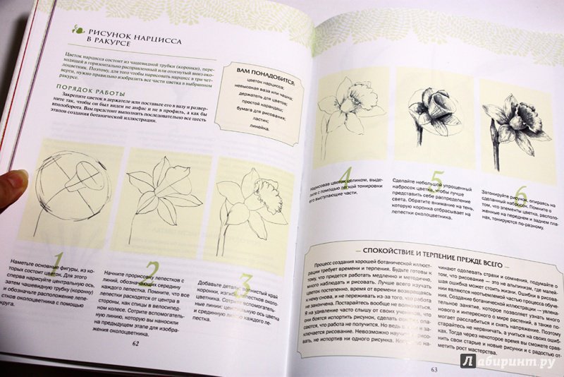Иллюстрация 36 из 40 для Ботаническая иллюстрация - Венди Холендер | Лабиринт - книги. Источник: Анна Оськина