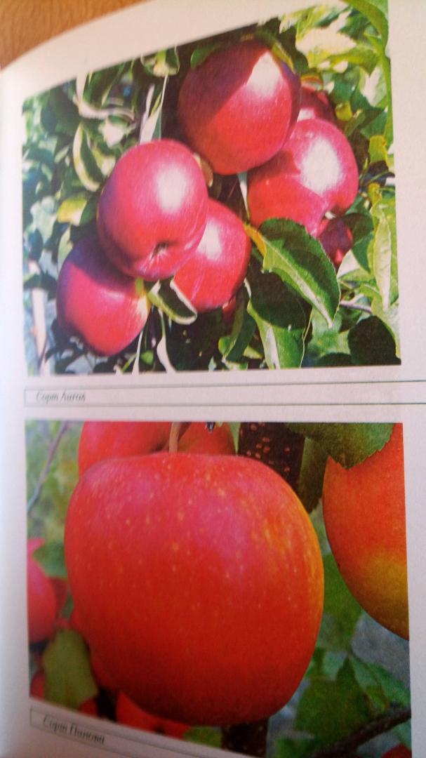 Иллюстрация 2 из 6 для Плодовые деревья: Лучшие сорта - Немичева, Ярушников, Чигрин | Лабиринт - книги. Источник: Наталья