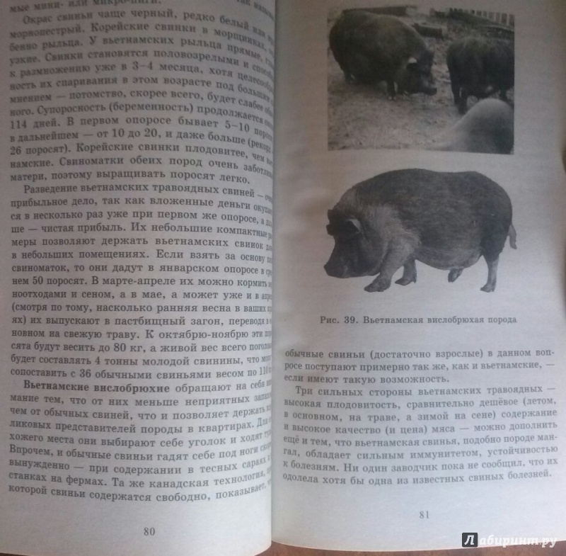 Иллюстрация 7 из 8 для Доходное содержание свиней и поросят в частном хозяйстве - Сергей Малай | Лабиринт - книги. Источник: SiB