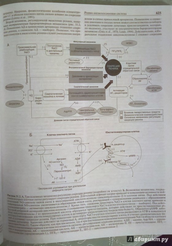 Иллюстрация 12 из 26 для Клиническая фармакология по Гудману и Гилману. Книга 2 - Акил, Андем, Балдессарини | Лабиринт - книги. Источник: Angreniel