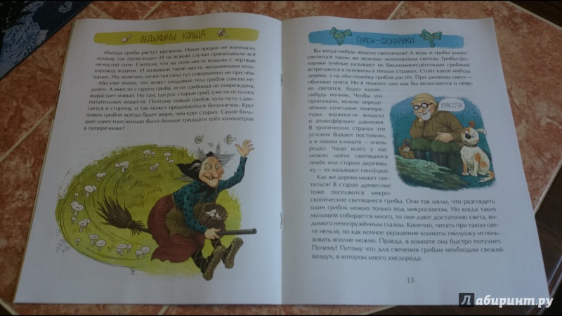 Иллюстрация 11 из 68 для Грибное царство - Алена Васнецова | Лабиринт - книги. Источник: anka46