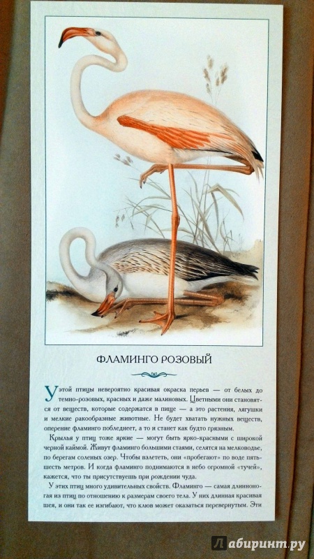 Иллюстрация 4 из 9 для Экзотические птицы. Необычные, причудливые, странные - Л. Жукова | Лабиринт - книги. Источник: Natik1105