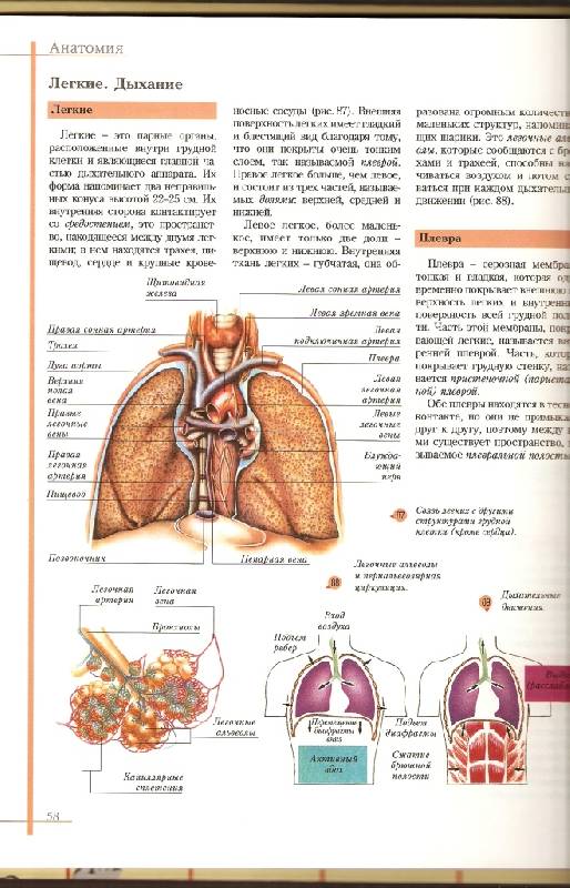 Иллюстрация 1 из 3 для Атлас анатомии и физиологии человека - Ю. Баклакова | Лабиринт - книги. Источник: Kaplan  Irma