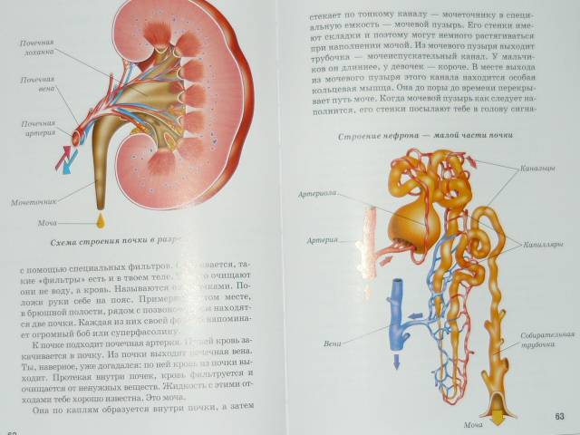 Иллюстрация 13 из 47 для Анатомия человека - Сергей Афонькин | Лабиринт - книги. Источник: Ромашка:-)