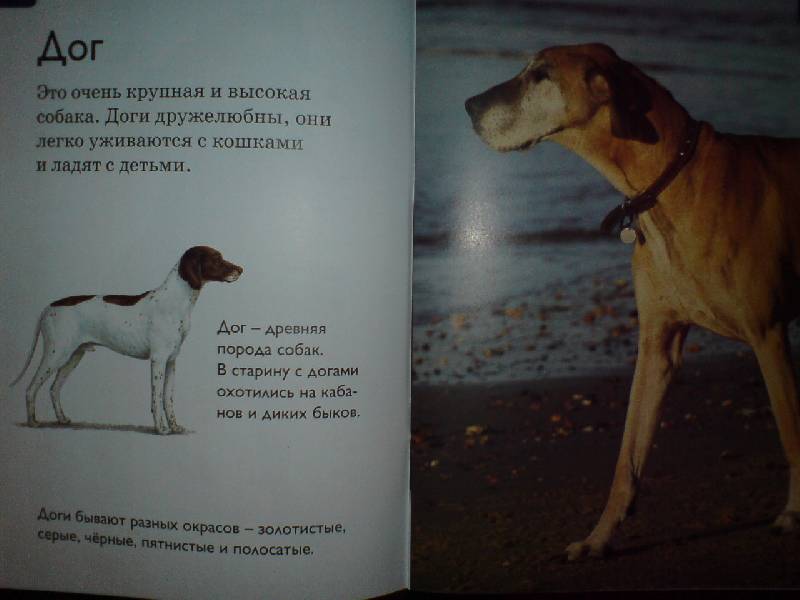 Иллюстрация 3 из 15 для Собаки - Дениз Райан | Лабиринт - книги. Источник: Настёна