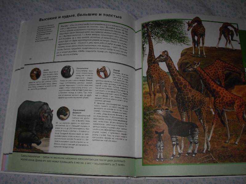 Иллюстрация 8 из 22 для Всемирная энциклопедия животных | Лабиринт - книги. Источник: --- Гера ---