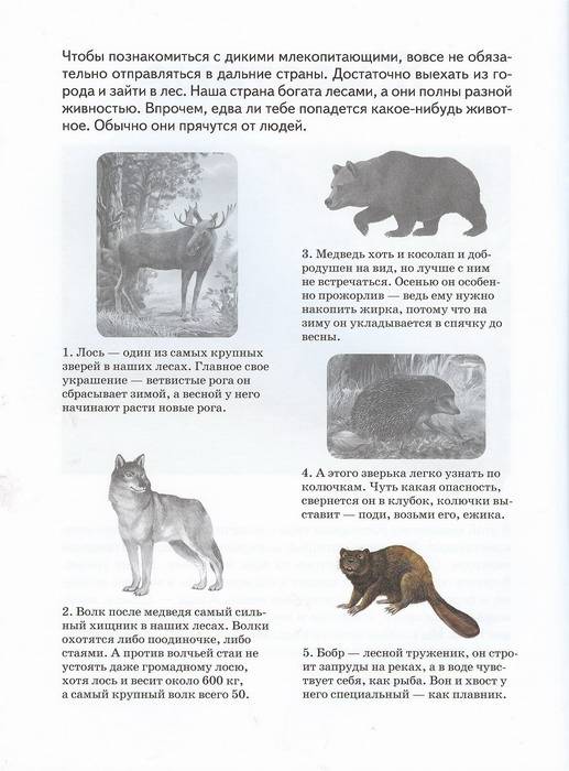 Иллюстрация 2 из 4 для Животные - А. Бугаев | Лабиринт - книги. Источник: Елена