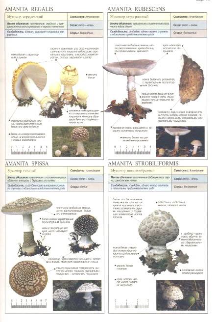 Иллюстрация 3 из 22 для Все о грибах - Пелле Янсен | Лабиринт - книги. Источник: Nadezhda_S