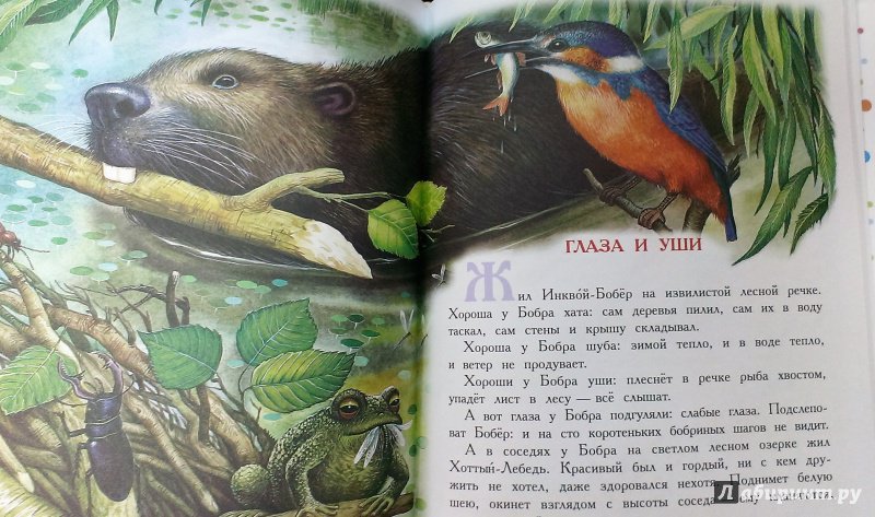 Иллюстрация 15 из 36 для Сказки для детей - Виталий Бианки | Лабиринт - книги. Источник: Савчук Ирина