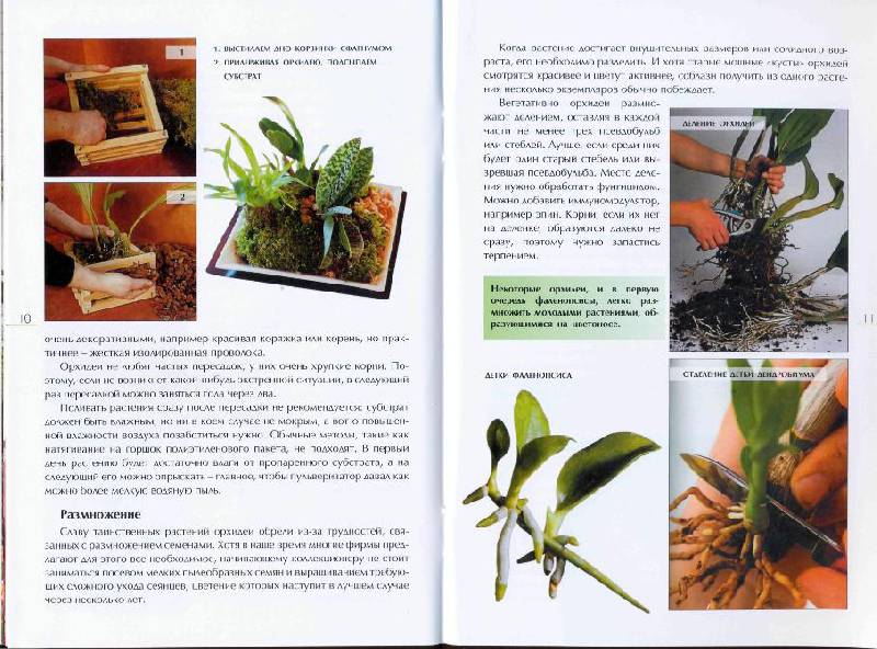 Иллюстрация 7 из 8 для Секреты ухода за орхидеями - Александр Зайцев | Лабиринт - книги. Источник: la Colombina