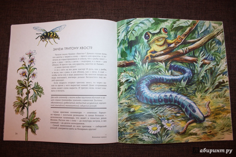 Иллюстрация 21 из 74 для Земноводные - Николай Сладков | Лабиринт - книги. Источник: Bradbury
