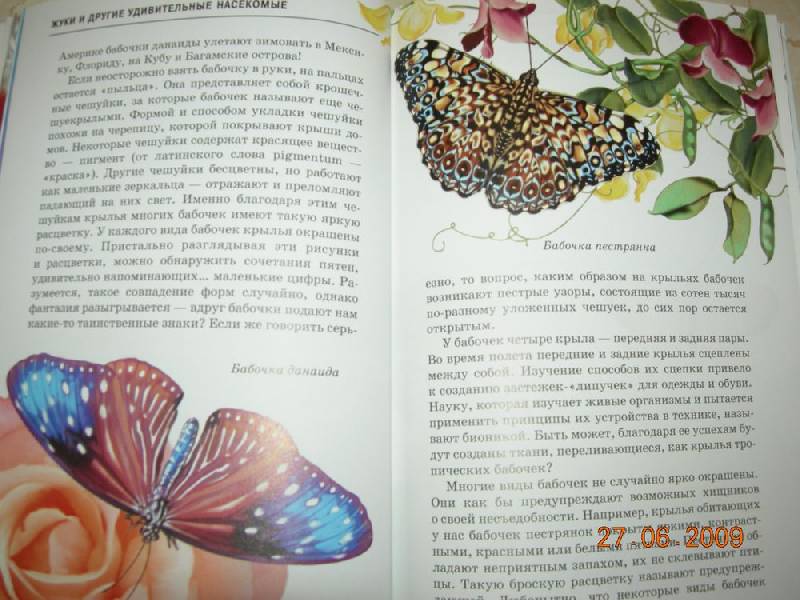 Иллюстрация 30 из 40 для Жуки и другие удивительные насекомые - Сергей Афонькин | Лабиринт - книги. Источник: Соловей