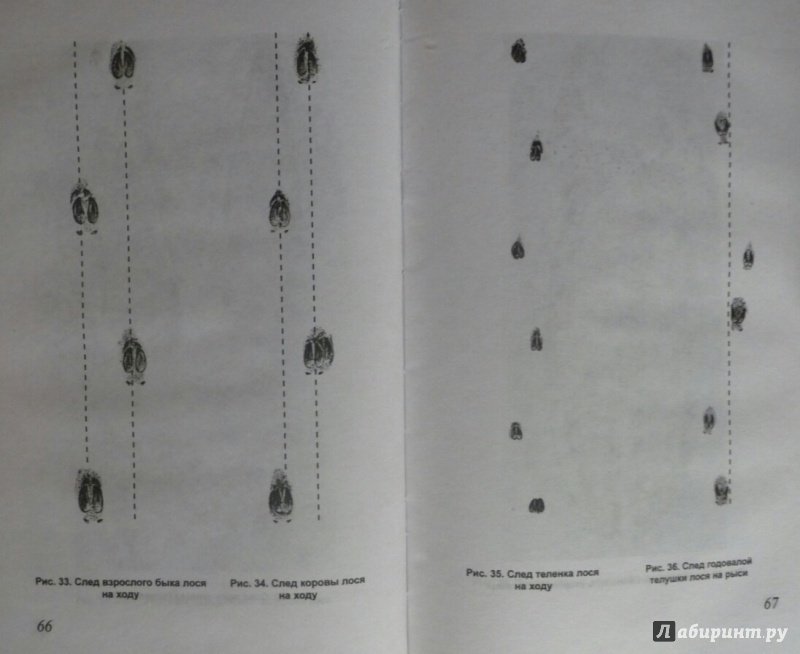 Иллюстрация 10 из 11 для Как определить свежесть следа | Лабиринт - книги. Источник: SiB