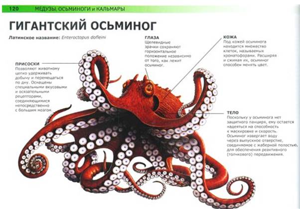 Иллюстрация 6 из 36 для Акулы и другие монстры подводного мира: самые ужасные создания Мирового океана - Сюзан Барраклаух | Лабиринт - книги. Источник: Золотая рыбка
