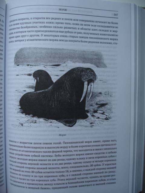 Иллюстрация 41 из 42 для Животный мир. Его быт и среда. В 3-х томах - Вильгельм Гааке | Лабиринт - книги. Источник: Blackboard_Writer