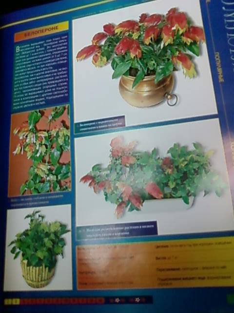 Иллюстрация 5 из 5 для Атлас комнатных растений | Лабиринт - книги. Источник: lettrice