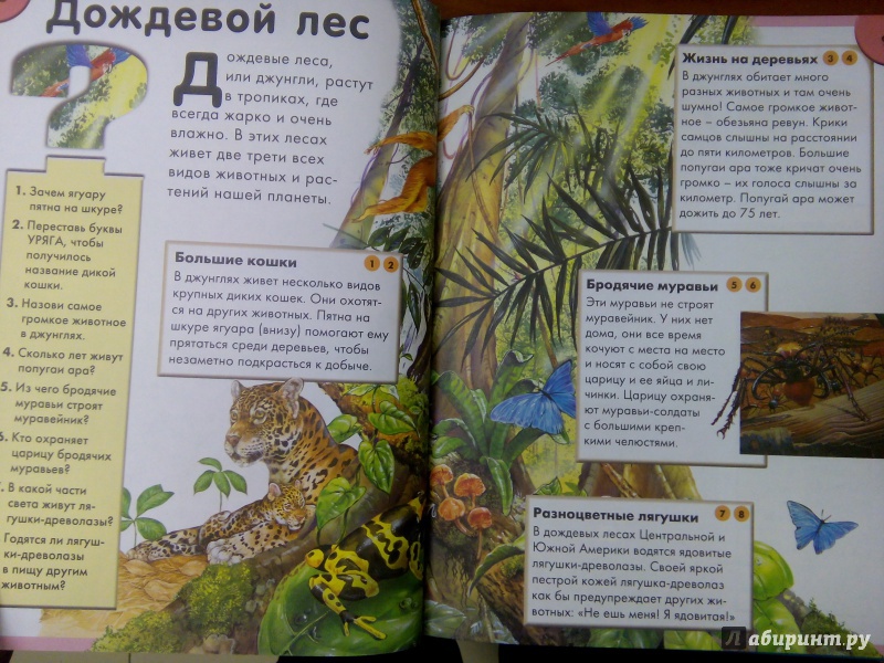 Иллюстрация 23 из 43 для Природа. Интерактивная энциклопедия | Лабиринт - книги. Источник: Ульянова Мария