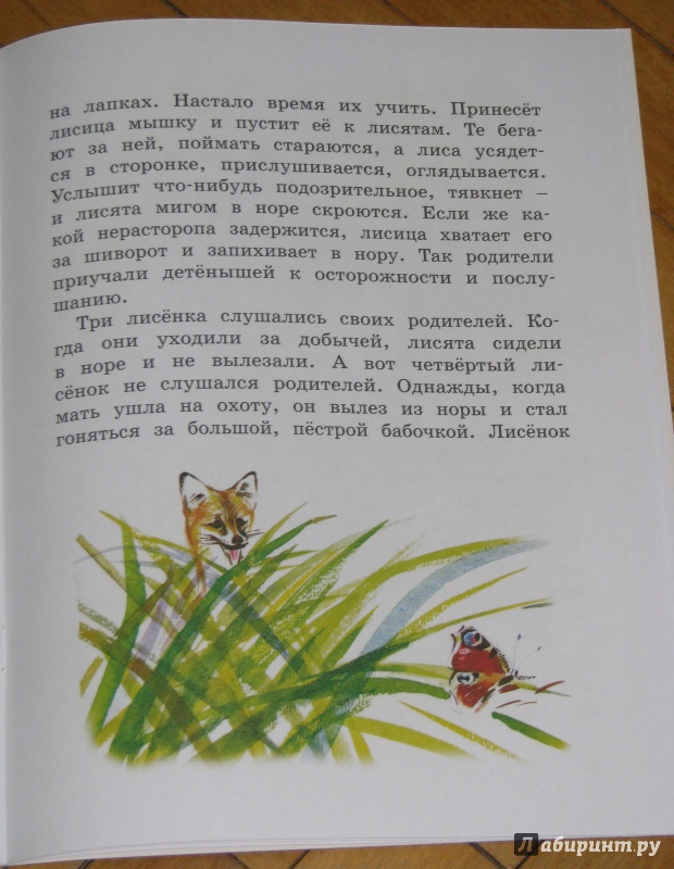 Иллюстрация 21 из 34 для Как лиса в лесу живёт - Вера Чаплина | Лабиринт - книги. Источник: Штерн  Яна