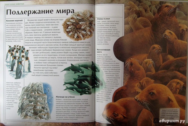 Иллюстрация 25 из 54 для Мир удивительных животных - Стоунхауз, Бертрам | Лабиринт - книги. Источник: Соловьев  Владимир