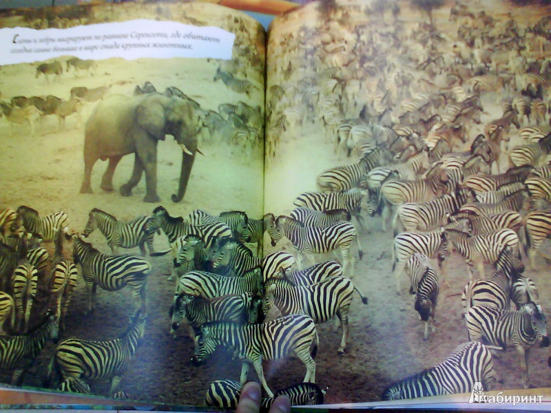 Иллюстрация 7 из 19 для Животные-путешественники - Дуайт Холинг | Лабиринт - книги. Источник: Мила
