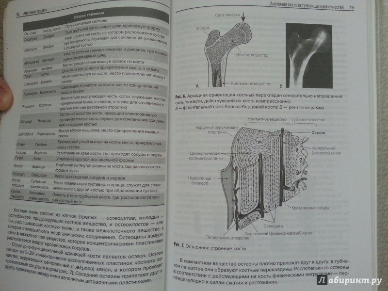 Иллюстрация 20 из 28 для Анатомия скелета - Козлов, Гурова | Лабиринт - книги. Источник: Den