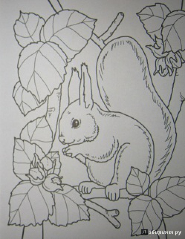 Иллюстрация 10 из 34 для У зверей лесной обед - Юрий Чичев | Лабиринт - книги. Источник: Sweet mama