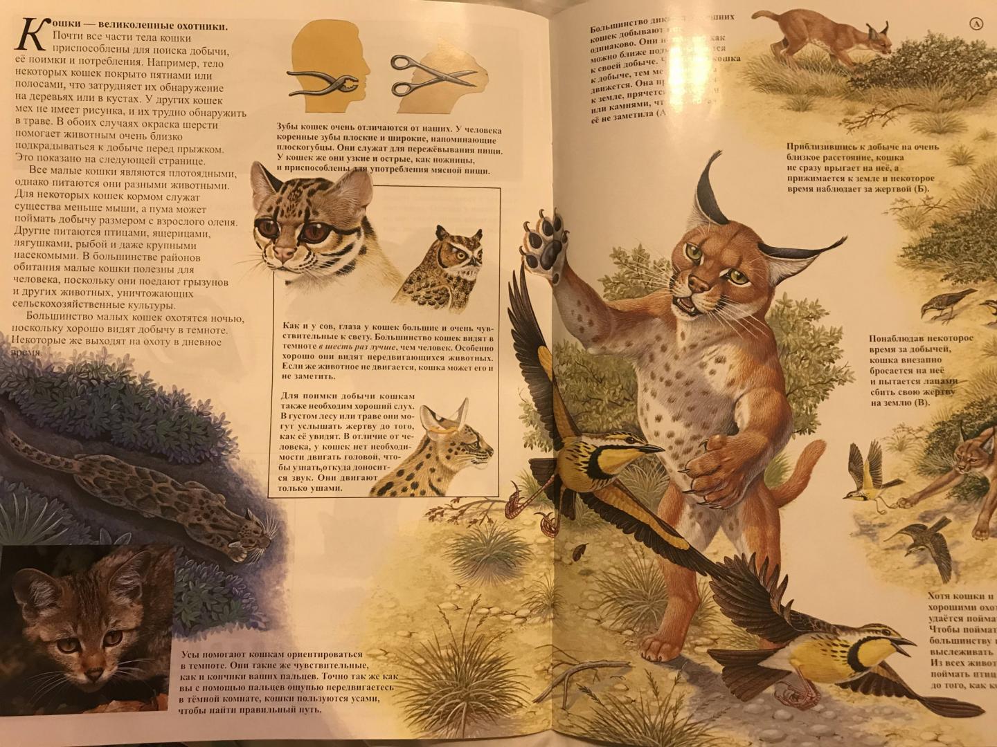 Иллюстрация 9 из 23 для Малые кошки - Джон Веско | Лабиринт - книги. Источник: Полюнова  Наталья